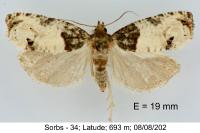 Notocelia roborana