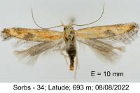 Metzneria artificella