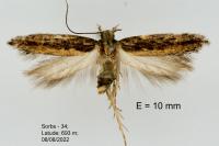 Scrobipalpa artemisiella