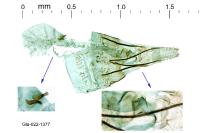 Mompha miscella