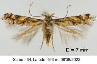 Mompha miscella