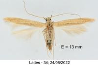 Batrachedra parvulipunctella