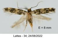 Apatema mediopallidum
