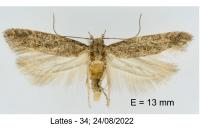 Scrobipalpa nitentella