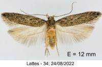 Scrobipalpa nitentella