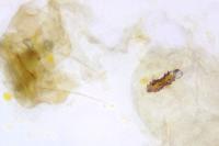 Depressaria albipunctella