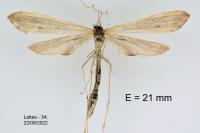 Agdistis tamaricis