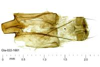 Agdistis tamaricis