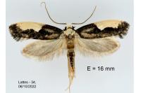 Monopis monachella