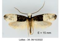 Trichophaga bipartitella