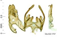 Scrobipalpa ocellatella