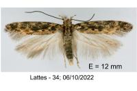 Scrobipalpa ocellatella