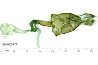 Agdistis meridionalis