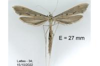 Agdistis meridionalis