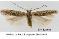 Scrobipalpula psilella