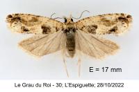 Crocidosema plebejana