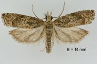 Acroclita subsequana