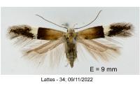 Aproaerema polychromella
