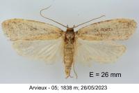 Agonopterix ciliella