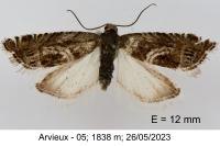 Grapholita jungiella