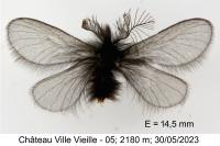 Ptilocephala plumifera