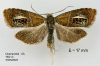 Olethreutes arcuella