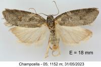 Eana clercana