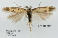 Athrips nigricostella