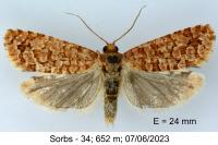 Lozotaeniodes formosana
