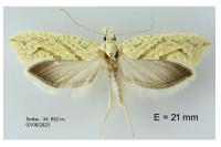 Ypsolopha persicella