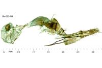 Crassa tinctella