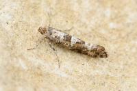 Digitivalva granitella