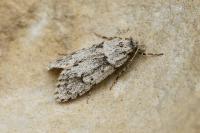 Diurnea fagella
