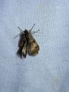 Dasystoma salicella