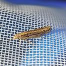 Ypsolopha ustella