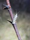 Ypsolopha asperella