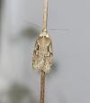 Semioscopis steinkellneriana