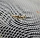 Plutella xylostella