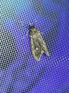 Diurnea fagella