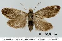 Strophedra weirana