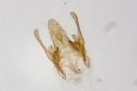 Scrobipalpa salinella