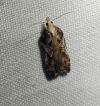 Acleris cristana