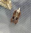 Acleris cristana