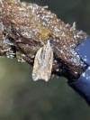 Acleris umbrana