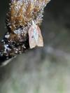Acleris cristana