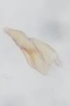 Oxypteryx immaculatella