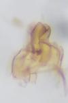 Oxypteryx immaculatella