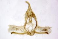 Cnephasia communana
