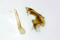 Ephysteris
