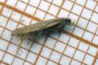 Ephysteris